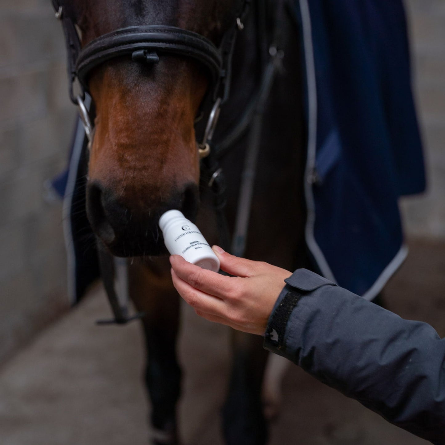 CALMING BALM FOR HORSES