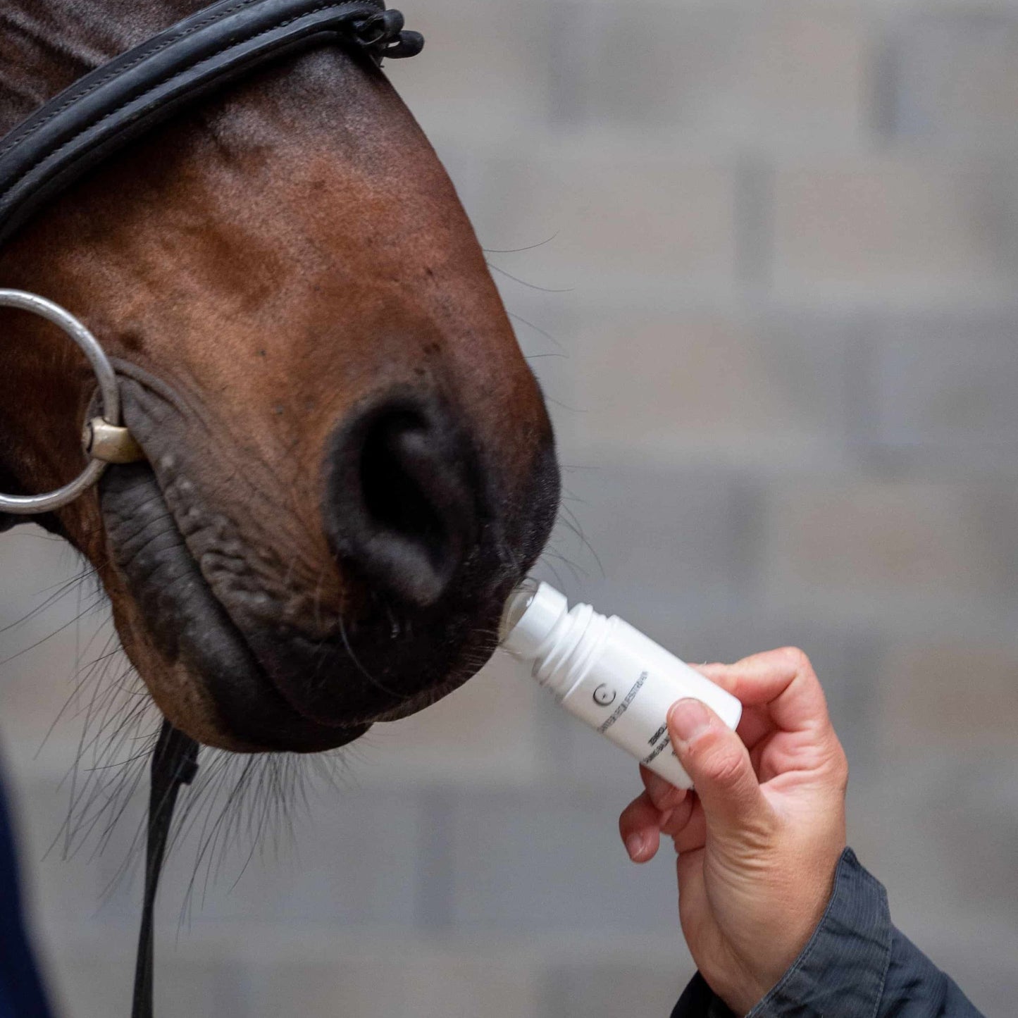 CALMING BALM FOR HORSES